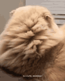 What Cat GIF - What Cat Love GIFs