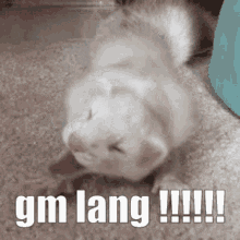 Good Morning Lang Lang GIF - Good Morning Lang Lang Good Morning GIFs