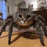 a cat that looks like a spider is standing on a wooden floor