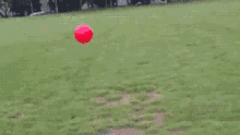 Dog Ball Chase GIF
