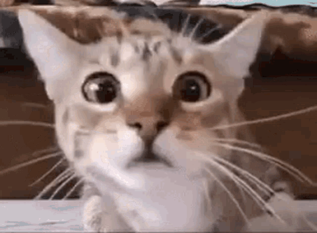 Cat Shocked GIF Cat Shocked Big Eyes Discover Share GIFs, 54% OFF