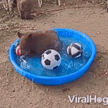 Playing In The Kiddie Pool Bear GIF - Playing In The Kiddie Pool Bear Viralhog GIFs