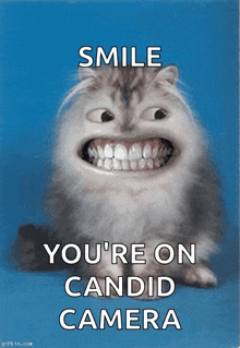 Smile Cat GIF - Smile Cat Cheese GIFs