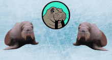 Walu Walrus GIF - Walu Walrus GIFs