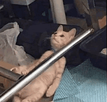 Overthinking Cat Cat GIF