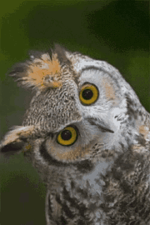 owl blink turn head head sideways really