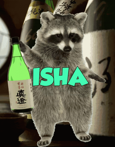 Sake Raccoon GIF - Sake Raccoon Isha GIFs