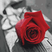 Red Rose Rose GIF - Red Rose Rose A Rose For You GIFs