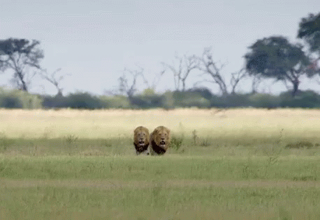Lions GIF - Savage Kingdom Lions Going For A Walk GIFs