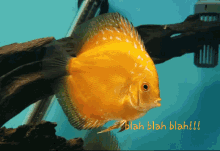 Blah Fish GIF