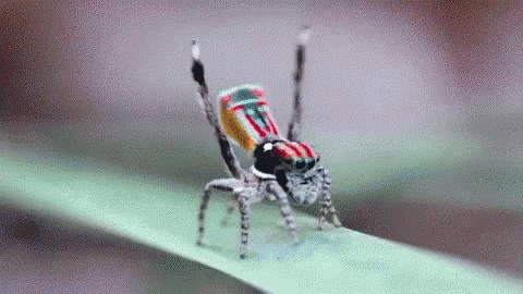 Bugs Spiders GIF - Bugs Spiders Dancing Spider GIFs