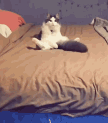 Cat Licking GIF - Cat Licking Its Own GIFs