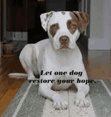 Let One Dog Restore Your Hope GIF - Let One Dog Restore Your Hope GIFs