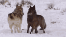Wolves Play GIF - Wolves Play Happy GIFs