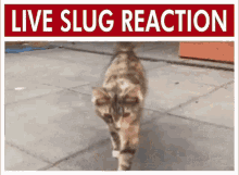 pogcat blueycord live slug reaction slug reaction gif