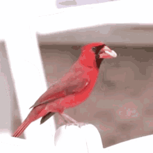 Cardinal Bird GIF - Cardinal Bird Red GIFs
