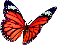 Borboletas Butterflies Sticker