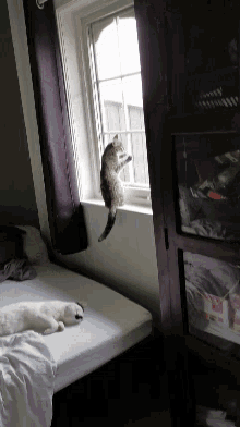 a cat is jumping out of a window while another cat lays on a bed