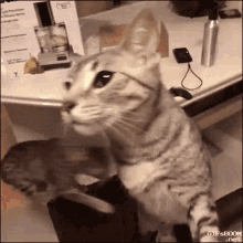 Cheese Attack On Cat - Cheese GIF - Cheese Cat Attack GIFs