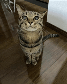 Kitty GIF - Kitty GIFs