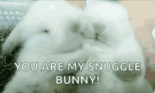rabbit bunny you are my snuggle bunny cute