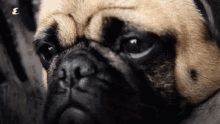 Sad Pug GIF - Sad Pug Dog GIFs