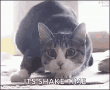 Shake Time Cat GIF - Shake Time Cat Shaq GIFs