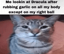 a cat is looking at the camera with a funny face .