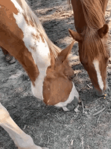 Horses Eating GIF - Horses Eating Grass GIFs
