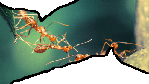 Ant Chatbubble Sticker - Ant Chatbubble Double Chatbubble Stickers