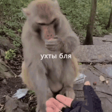 a monkey is standing next to a person 's hand with a caption in russian
