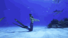 Diver Freediving GIF - Diver Freediving Shark GIFs