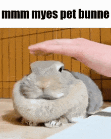 a person is petting a rabbit with a caption that says mmmm myes pet bunny