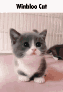 Winbloo Cat GIF - Winbloo Cat Funny GIFs