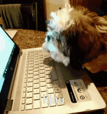 Hjnu Dog Typing GIF - Hjnu Dog Typing Nate GIFs