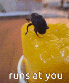 Weevil Bug GIF - Weevil Bug Funny Bug GIFs