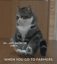 Lunch Funny GIF