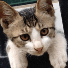 a close up of a cat 's face with brown eyes