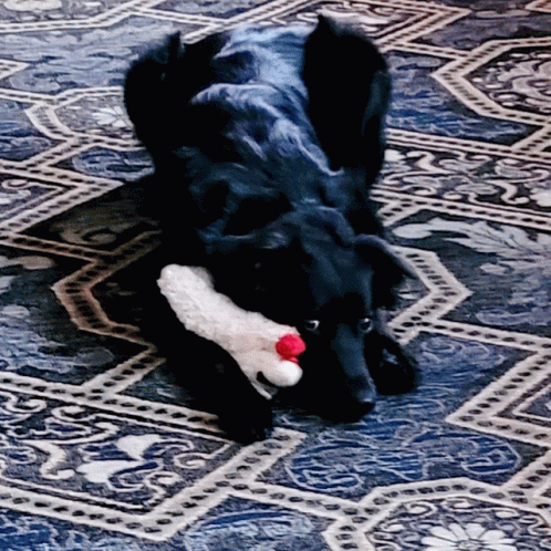 Rug Play GIFs