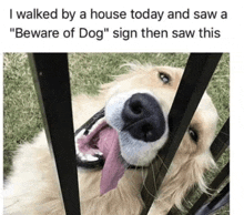 a dog is sticking its tongue out behind a fence and says " beware of dog " .