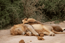 Lion Bite GIF - Lion Bite GIFs