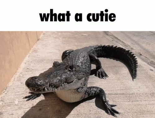 petting-aligator.gif