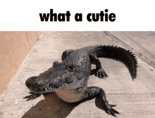 Petting Aligator GIF - Petting Aligator Crocodile GIFs