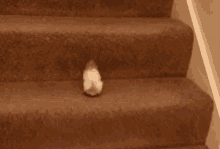 Mouse Stairs GIF