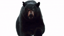 i will catch you cocaine bear come here running roaring