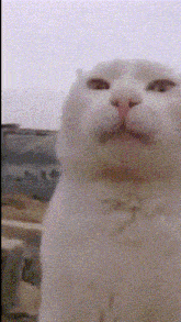 Cat Spin GIF - Cat Spin Spin Cat GIFs