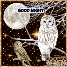 Good Night Good Night Owl GIF - Good Night Good Night Owl Owl GIFs