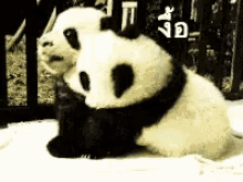 แพนด้า งื้อ กอด อ้อน GIF - Panda Hug Cuddle GIFs