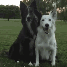 dog hug bff best friend friend