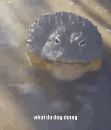 What Da Dog Doing What The Dog Doing GIF - What Da Dog Doing What The Dog Doing GIFs